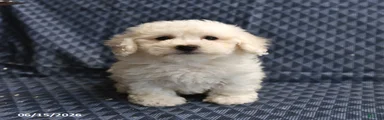 Barky