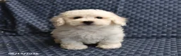 Bichon Frise dogs for sale: Barky - Ad 1