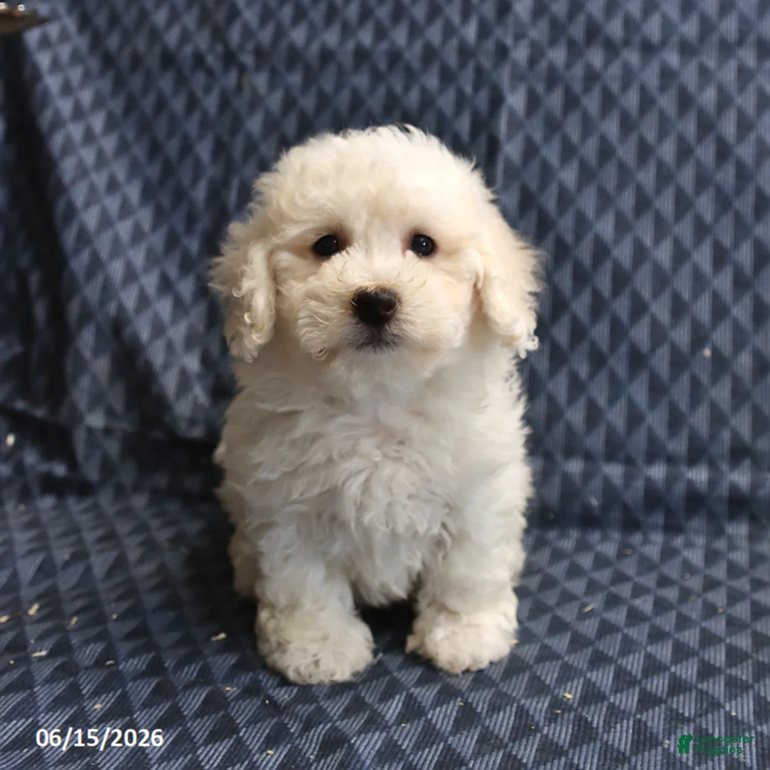 Bichon Frise dogs for sale: Barky - Ad 1