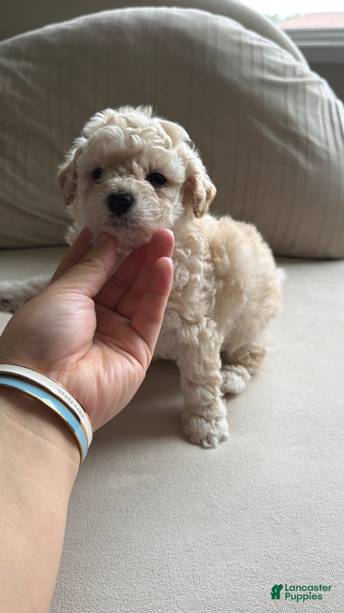 Bichpoo dogs Bichpoo 4 - Ad 15