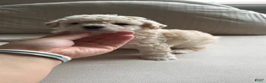 Bichpoo 4