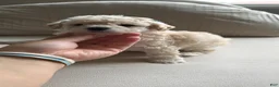 Bichpoo dogs for sale: Bichpoo 4 - Ad 1