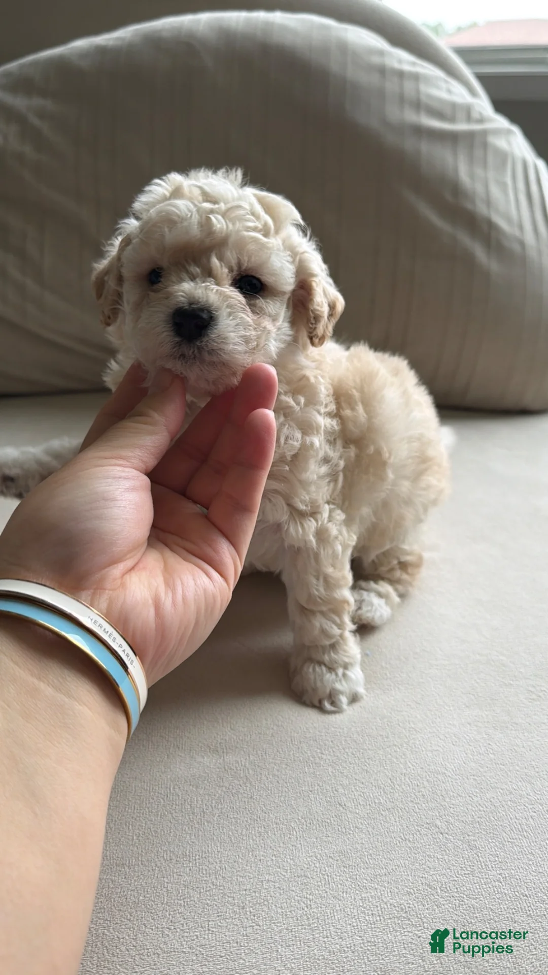 Bichpoo dogs for sale: Bichpoo 4 - Ad 1