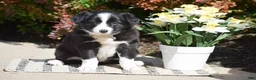 Border Collie dogs for sale: Dayla - Ad 1