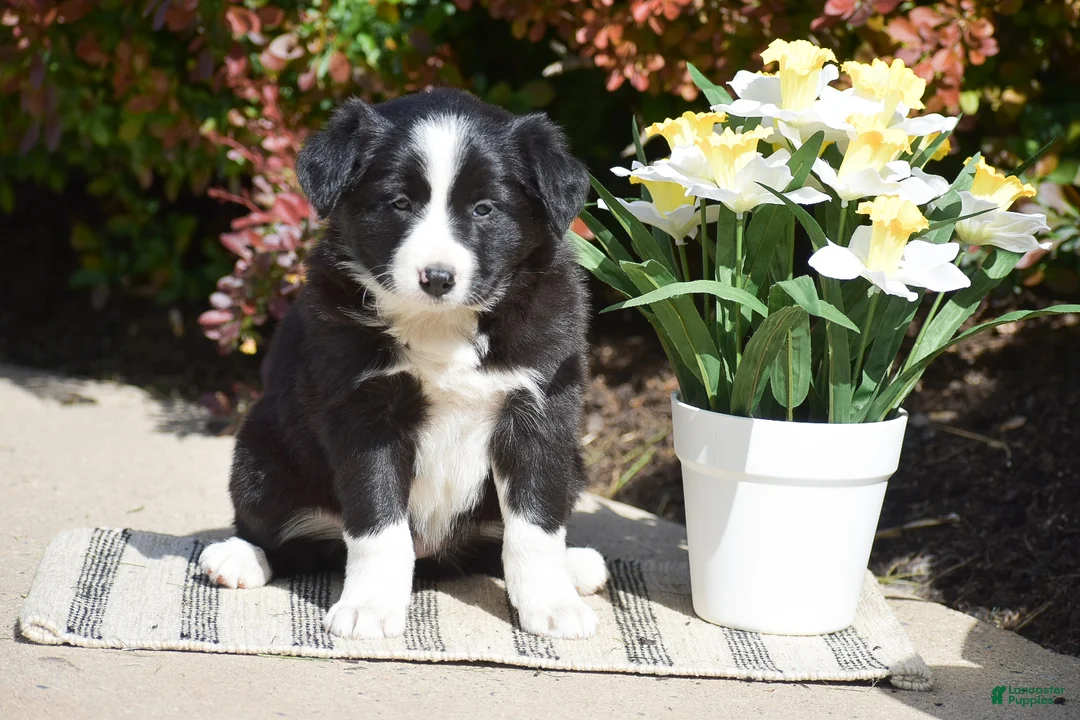Border Collie dogs for sale: Dayla - Ad 1