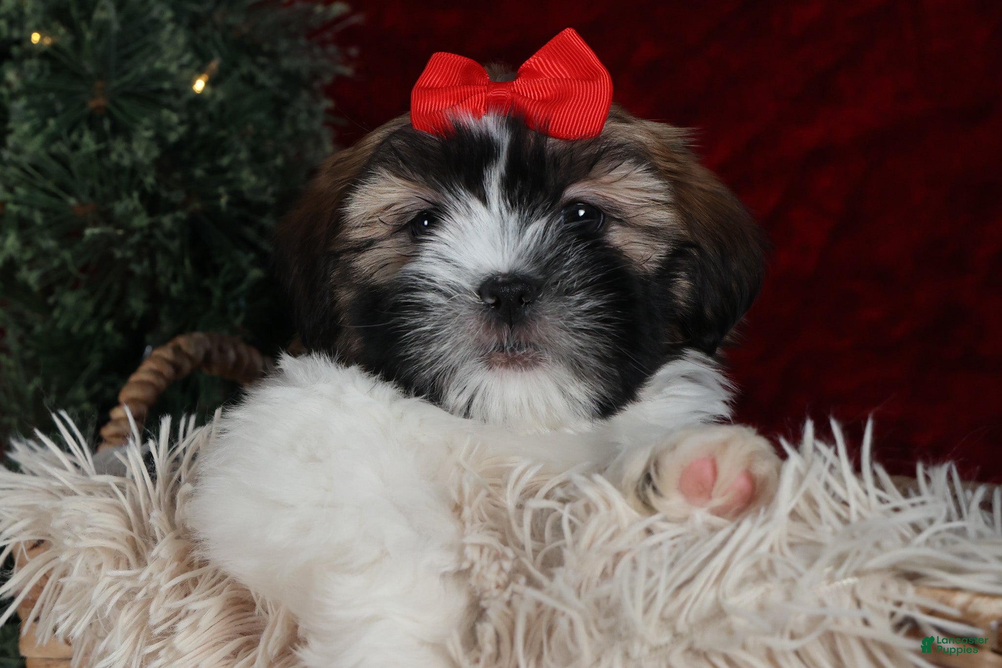 Shih Tzu dogs Joey - Ad 29