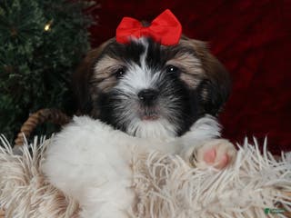 Shih Tzu dogs Joey - Ad 36