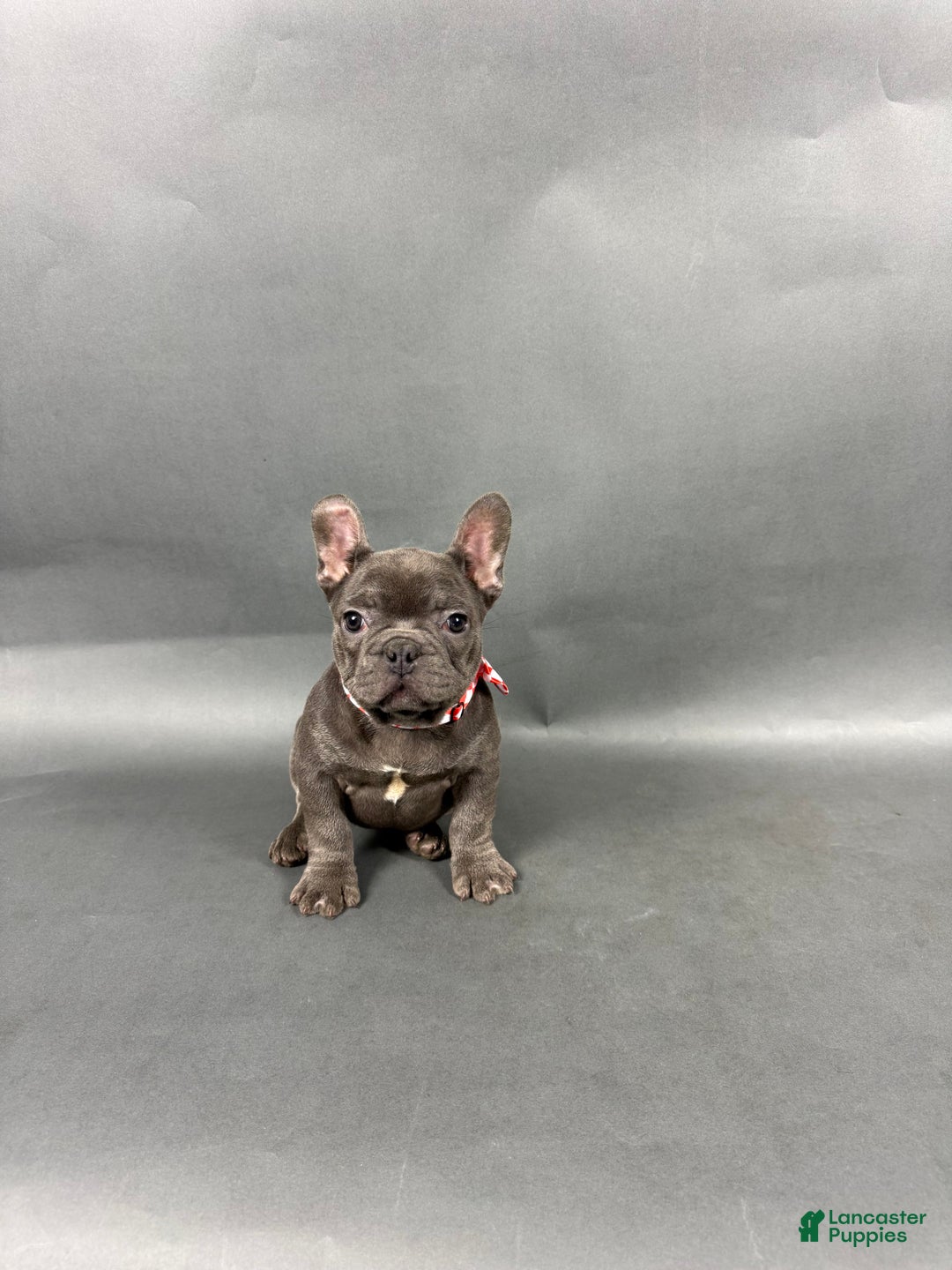 French Bulldog dogs for sale: Stella - Ad 7