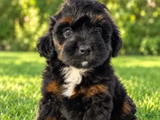 Mini Aussiedoodle dogs Buck - Ad 1