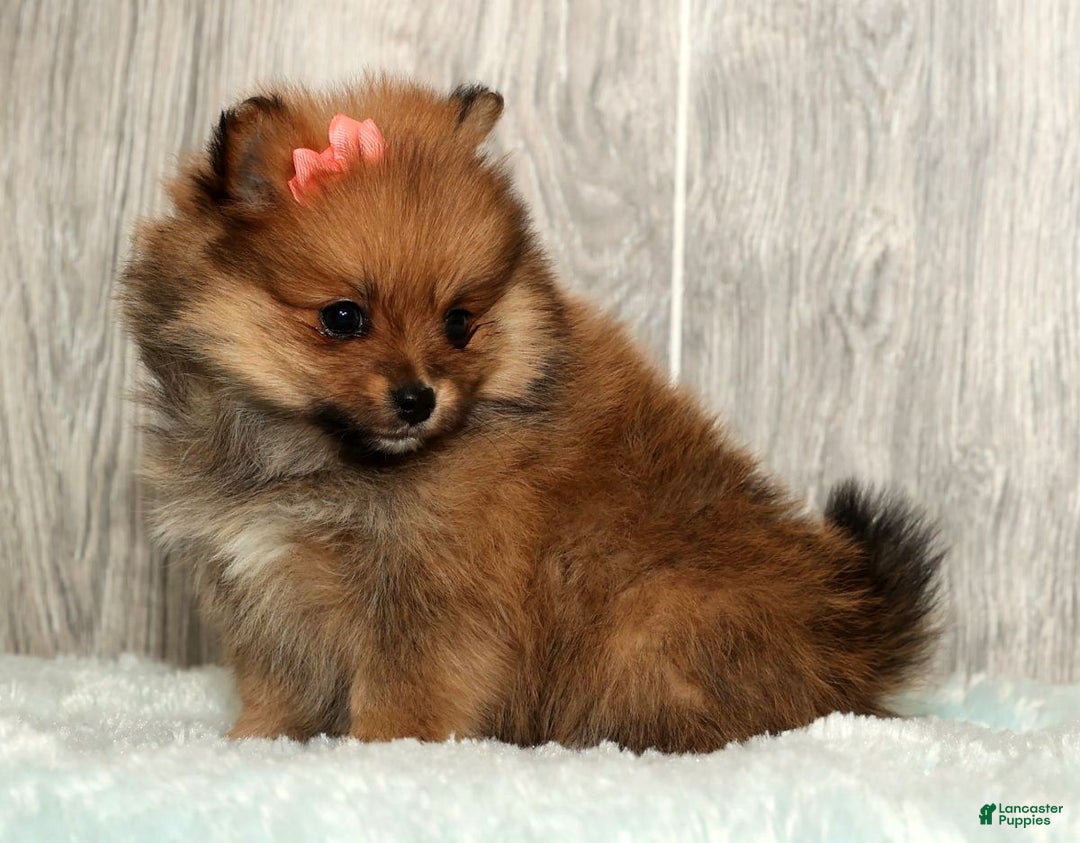 Pomeranian dogs for sale: Winnie - Ad 9