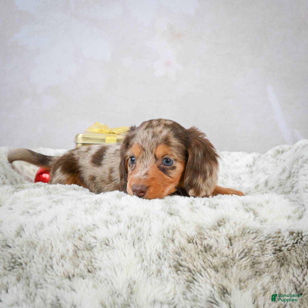Miniature Dachshund dogs for sale: Snowflake - Ad 5