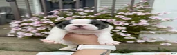 Boston Terrier dogs for sale: Boston Terrier 2 (Leia) - Ad 12