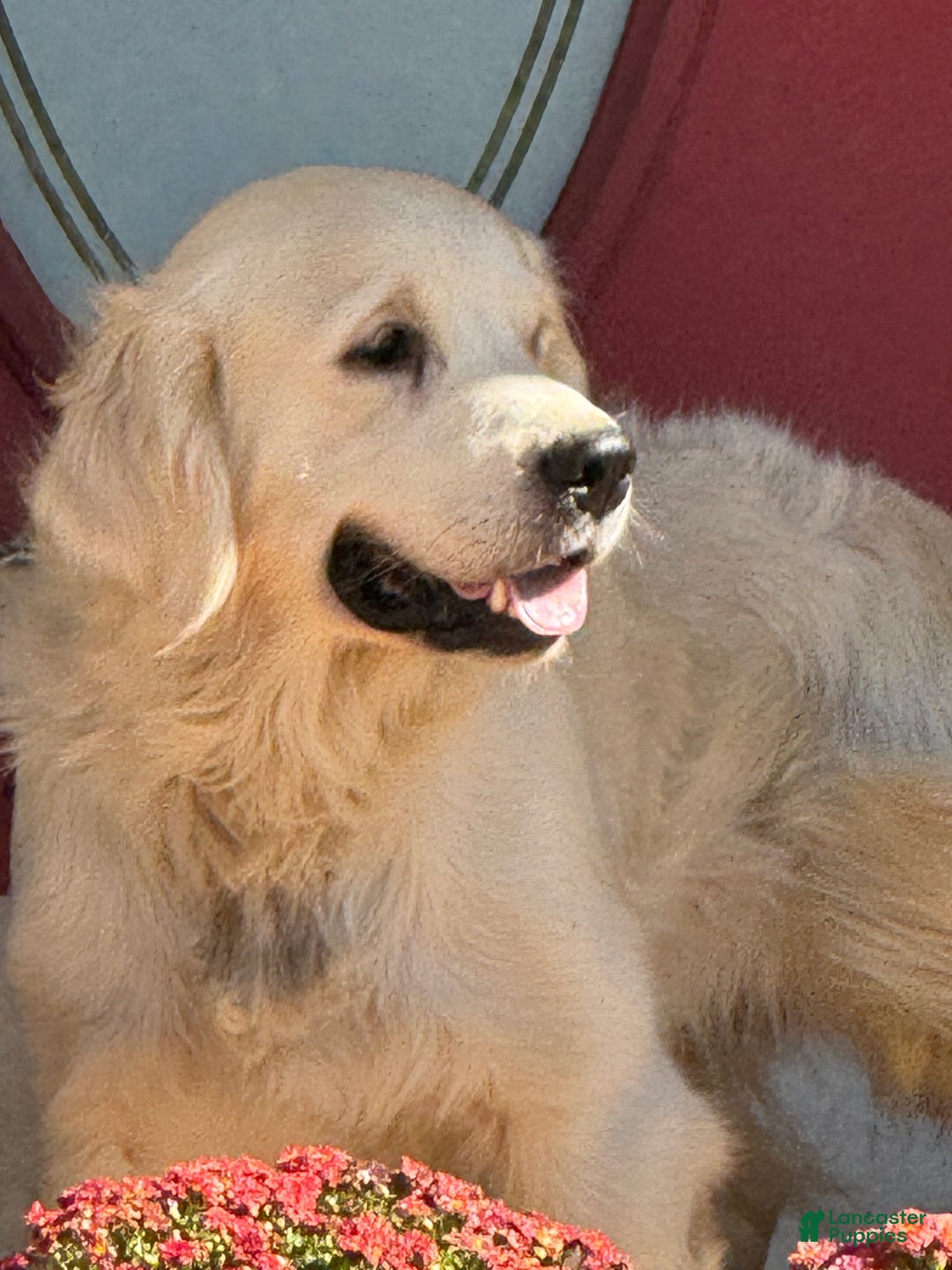 Golden Retriever dogs for sale: Pink collared female  - Ad 5