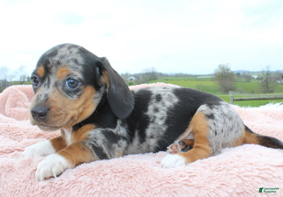Miniature Dachshund dogs for sale: Mini Dachshund Girl 1 - Ad 1