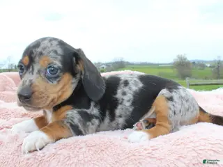 Miniature Dachshund dogs Mini Dachshund Girl 1 - Ad 5