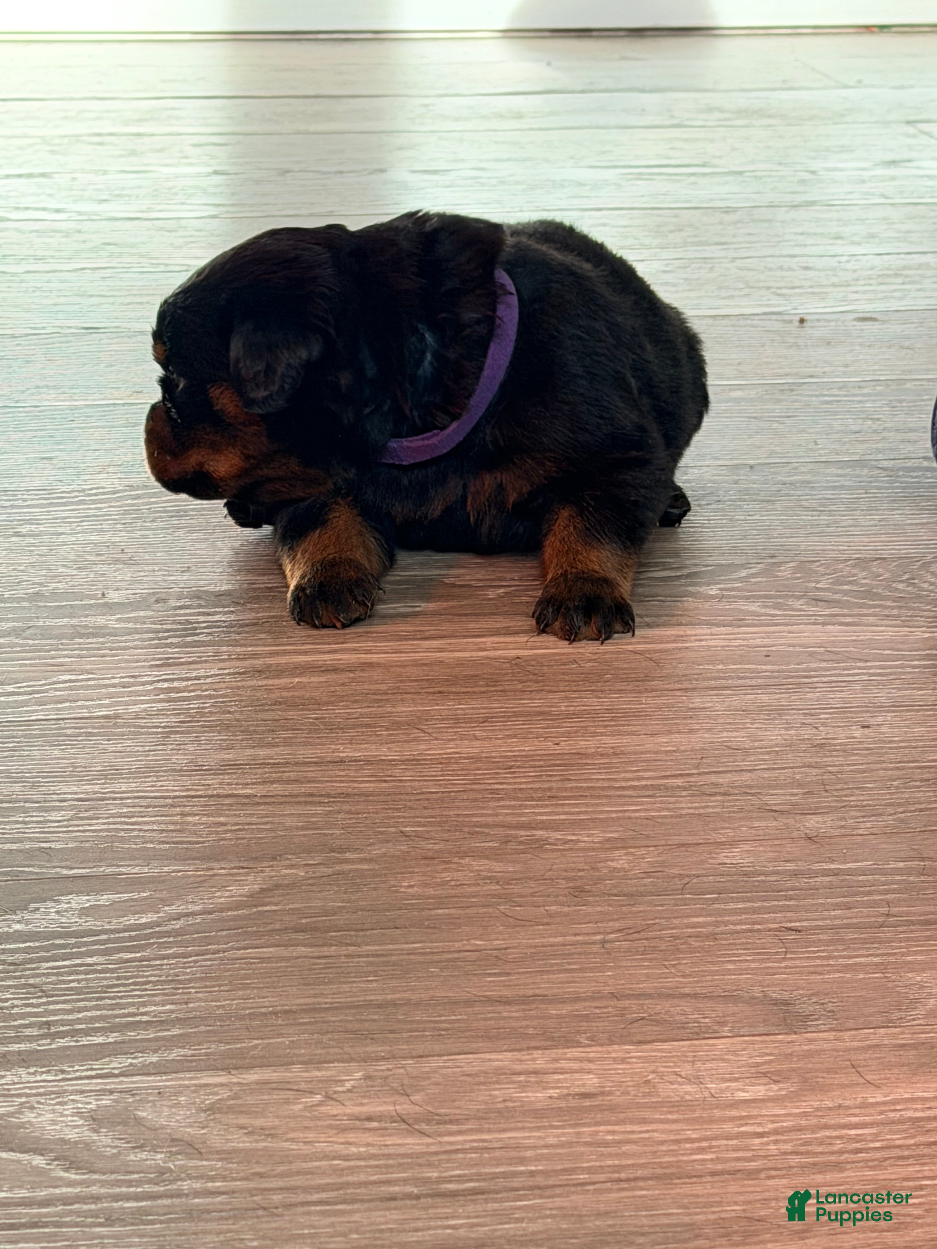 Rottweiler dogs Rottweiler 5 - Ad 7