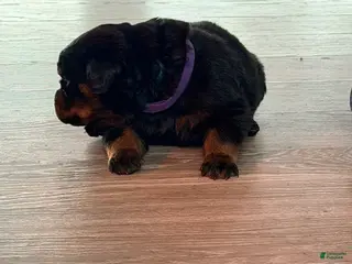Rottweiler dogs Rottweiler 5 - Ad 7