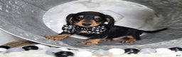 Miniature Dachshund dogs for sale: Tinker - Ad 1