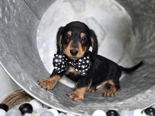 Miniature Dachshund dogs Tinker - Ad 16