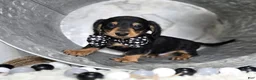 Miniature Dachshund dogs for sale: Tinker - Ad 1