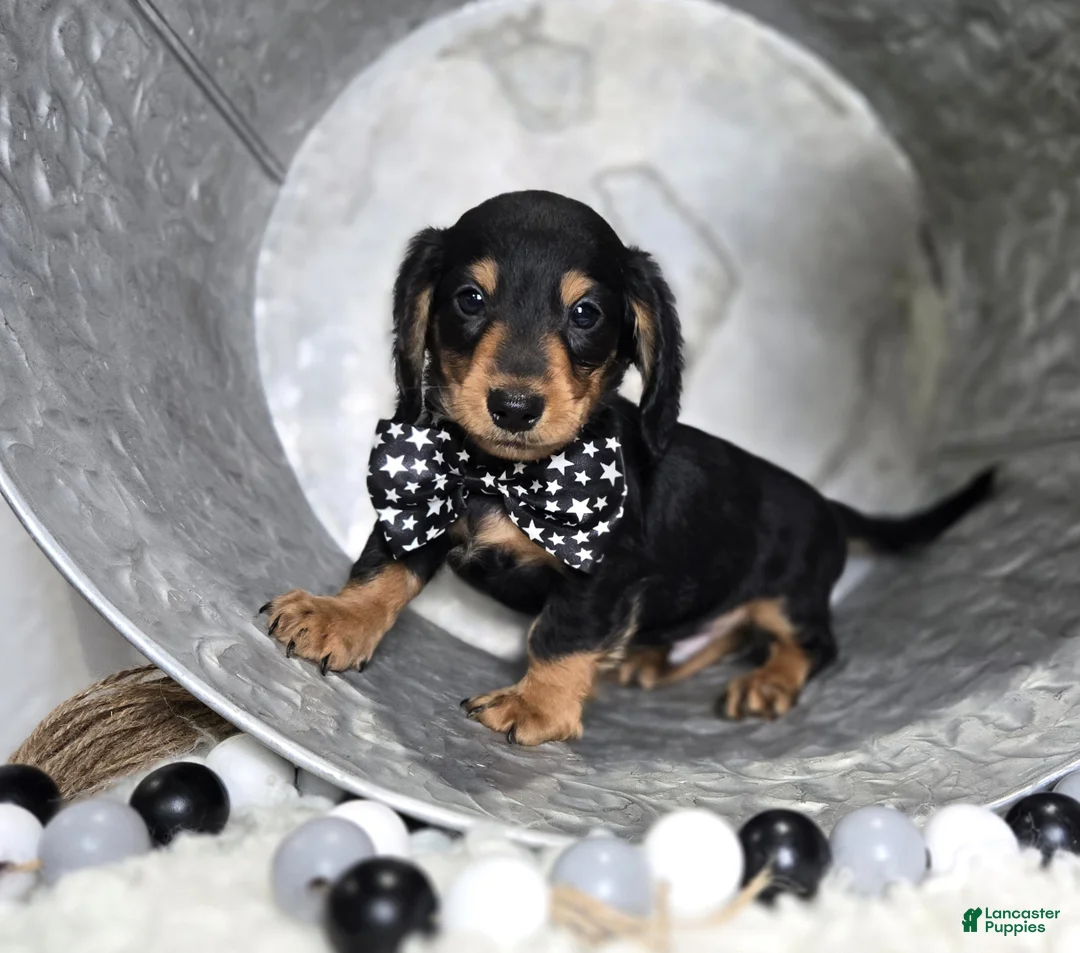 Miniature Dachshund dogs for sale: Tinker - Ad 1