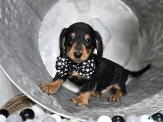 Miniature Dachshund dogs Tinker - Ad 33