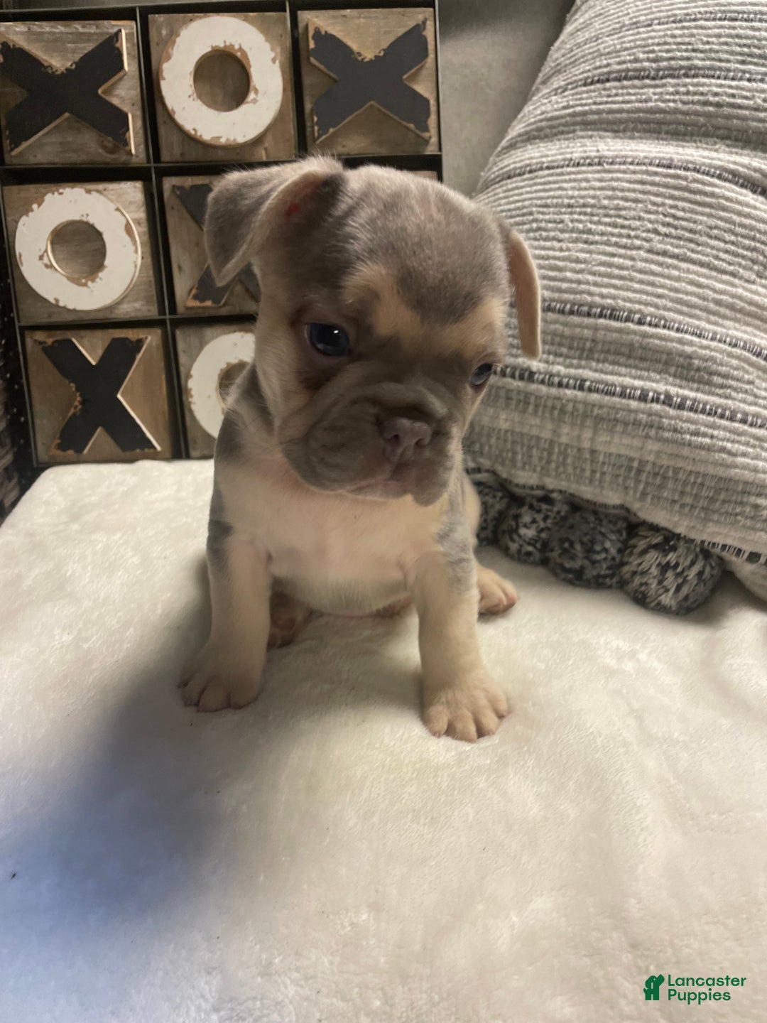 French Bulldog dogs for sale: French Bulldog Puppy 3 - Ad 7