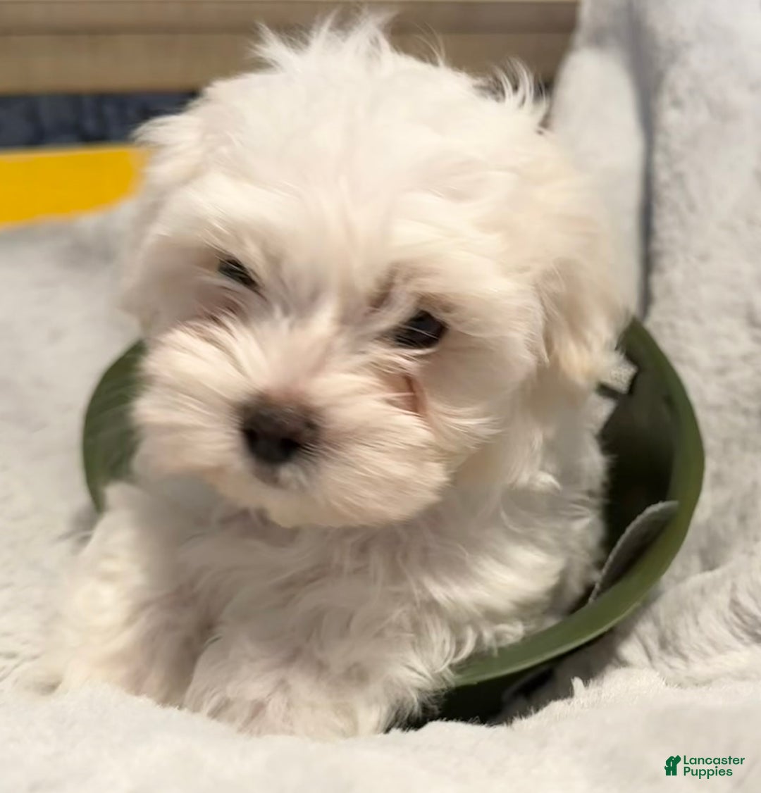 Mixed Breed dogs for sale:  Lhatese Breed “Trooper”  - Ad 10