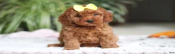 Cavapoo dogs for sale: Hailey - Ad 5