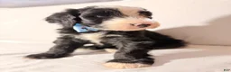 Sheepadoodle dogs for sale: Sheepadoodle Puppy 3 - Ad 8