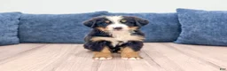 Bernese Mountain Dog dogs for sale: Junior - Ad 3