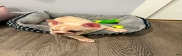 French Bulldog dogs for sale: French Bulldog 1 - Ad 7