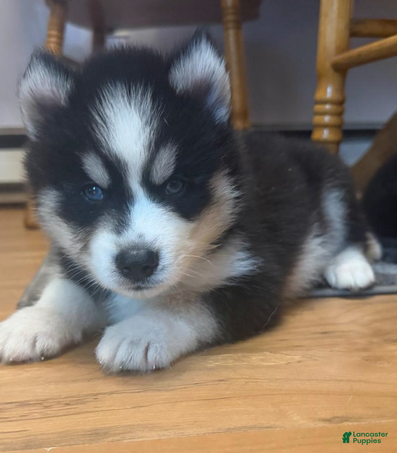 Siberian Husky dogs Rocky  - Ad 41