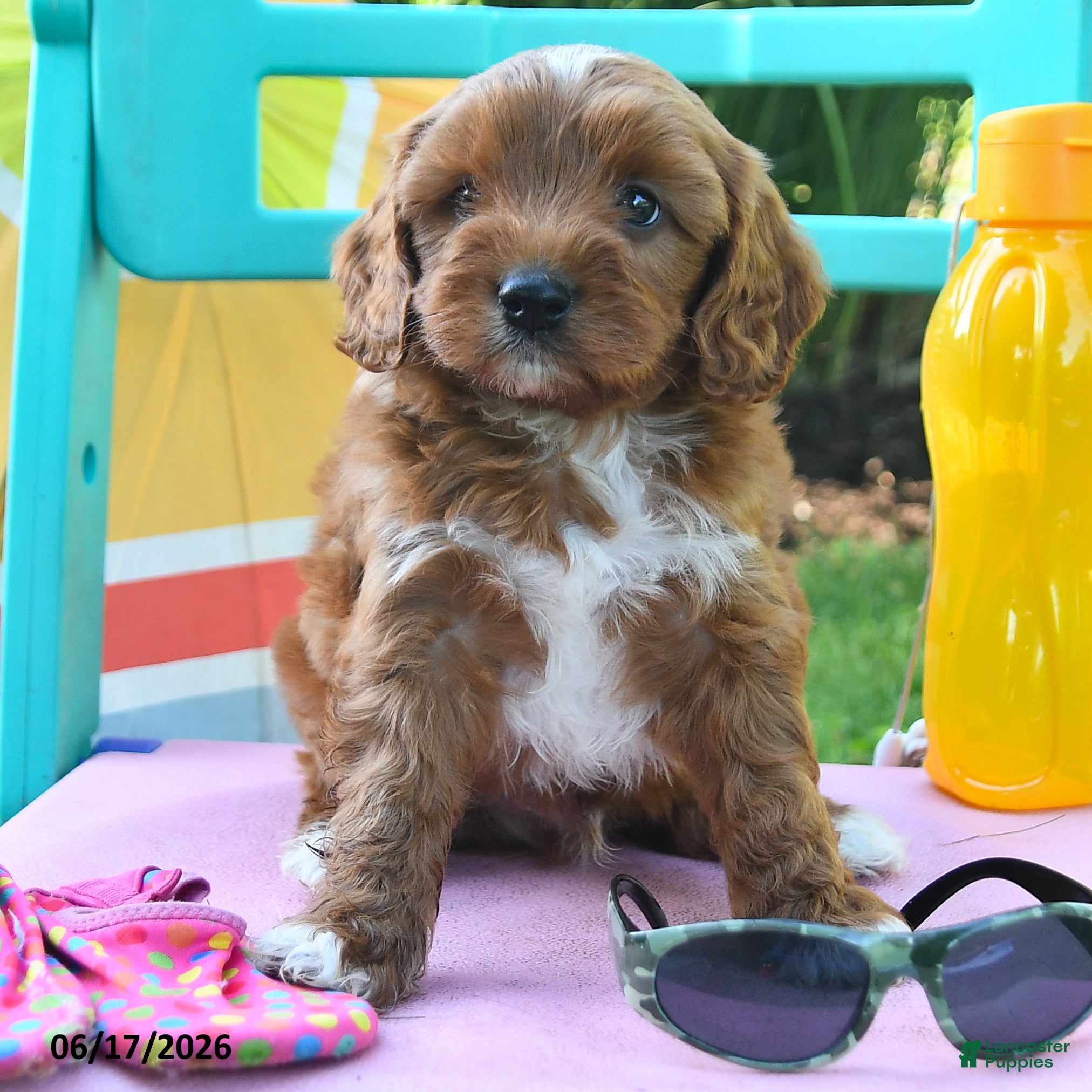 Cavapoo dogs Caramel - Ad 2