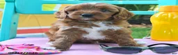 Cavapoo dogs for sale: Caramel - Ad 2