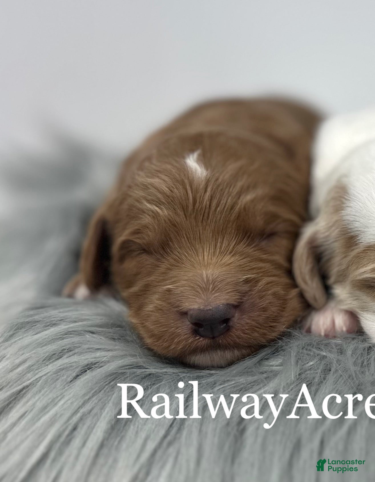 Goldendoodle dogs F1b Mini Girl 1 - Ad 19