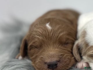 Goldendoodle dogs F1b Mini Girl 1 - Ad 35