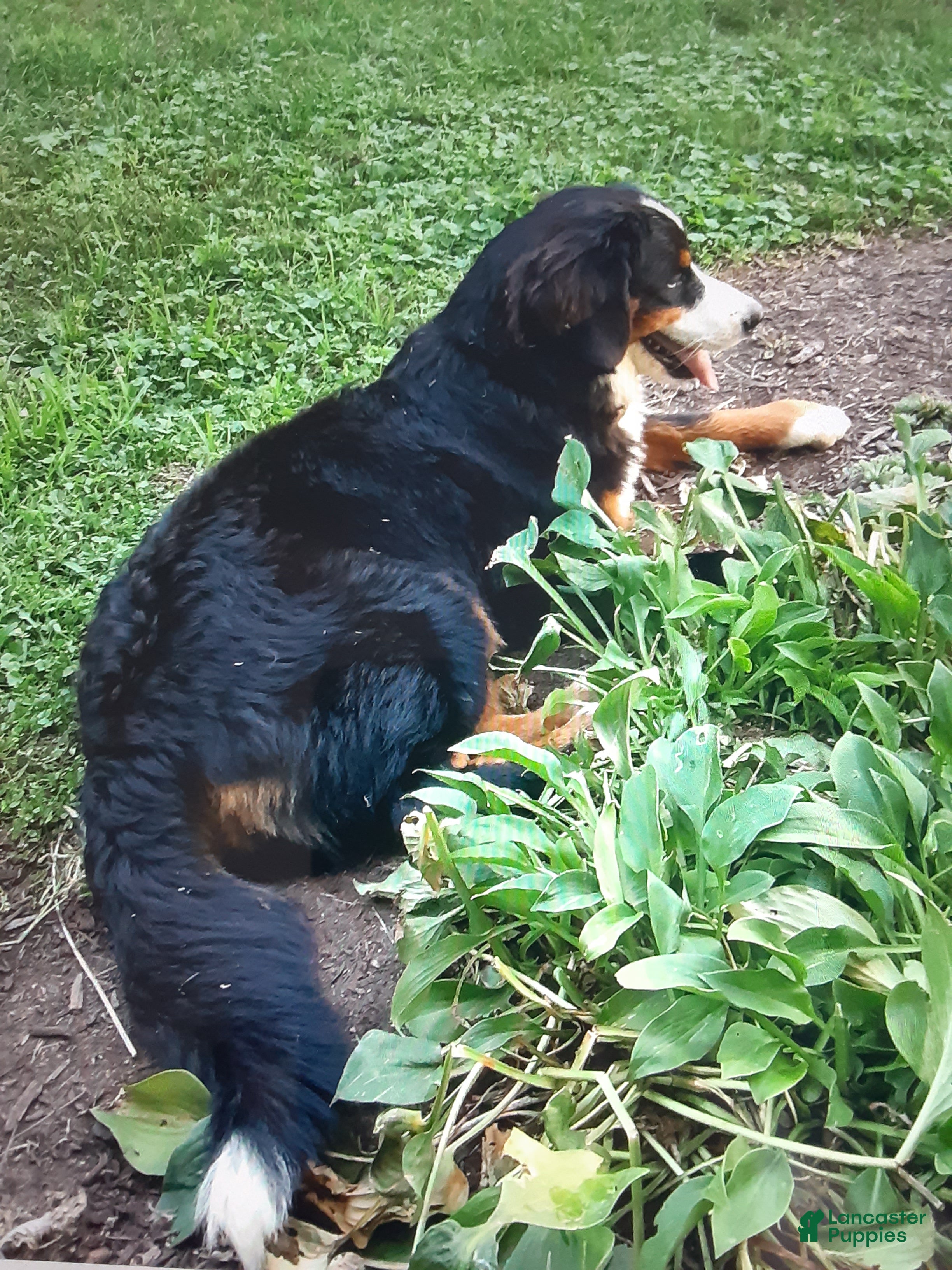 Bernese Mountain Dog dogs Stella - Ad 2
