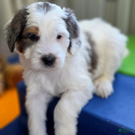 Bernedoodle dogs Toffee - Ad 2