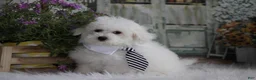 Maltipoo dogs for sale: Atticus - Ad 3