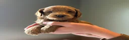 Mini Goldendoodle dogs for sale: Mini Goldendoodle 4 - Ad 6