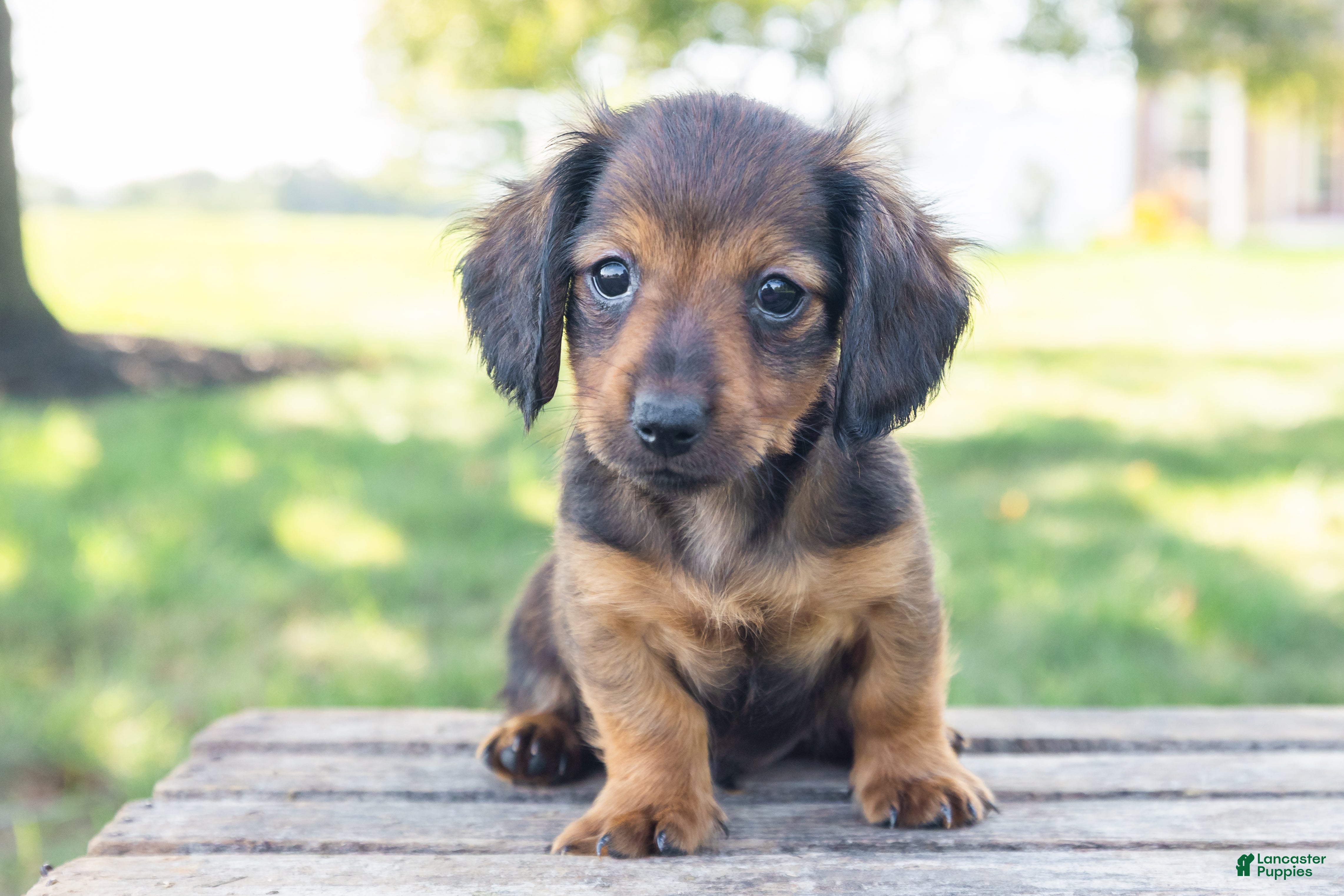 Miniature Dachshund dogs for sale: Tootsie - Ad 4