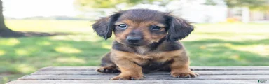 Tootsie
