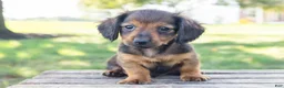 Miniature Dachshund dogs for sale: Tootsie - Ad 1