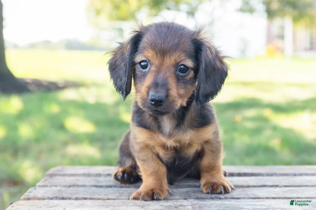 Miniature Dachshund dogs for sale: Tootsie - Ad 1