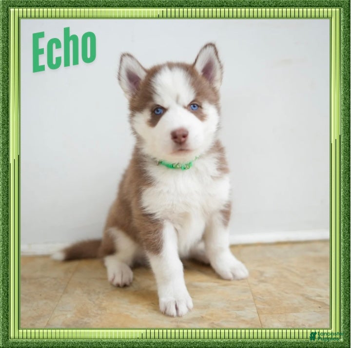 Siberian Husky dogs Echo - Ad 1