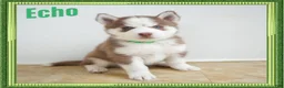 Siberian Husky dogs for sale: Echo - Ad 1