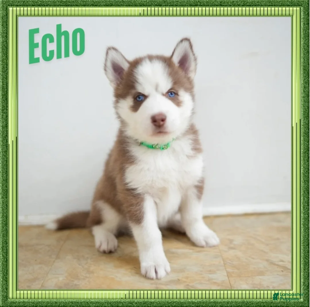Siberian Husky dogs for sale: Echo - Ad 1