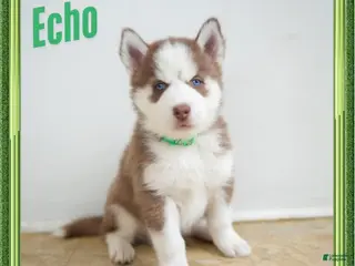 Siberian Husky dogs for sale: Echo - Ad 4