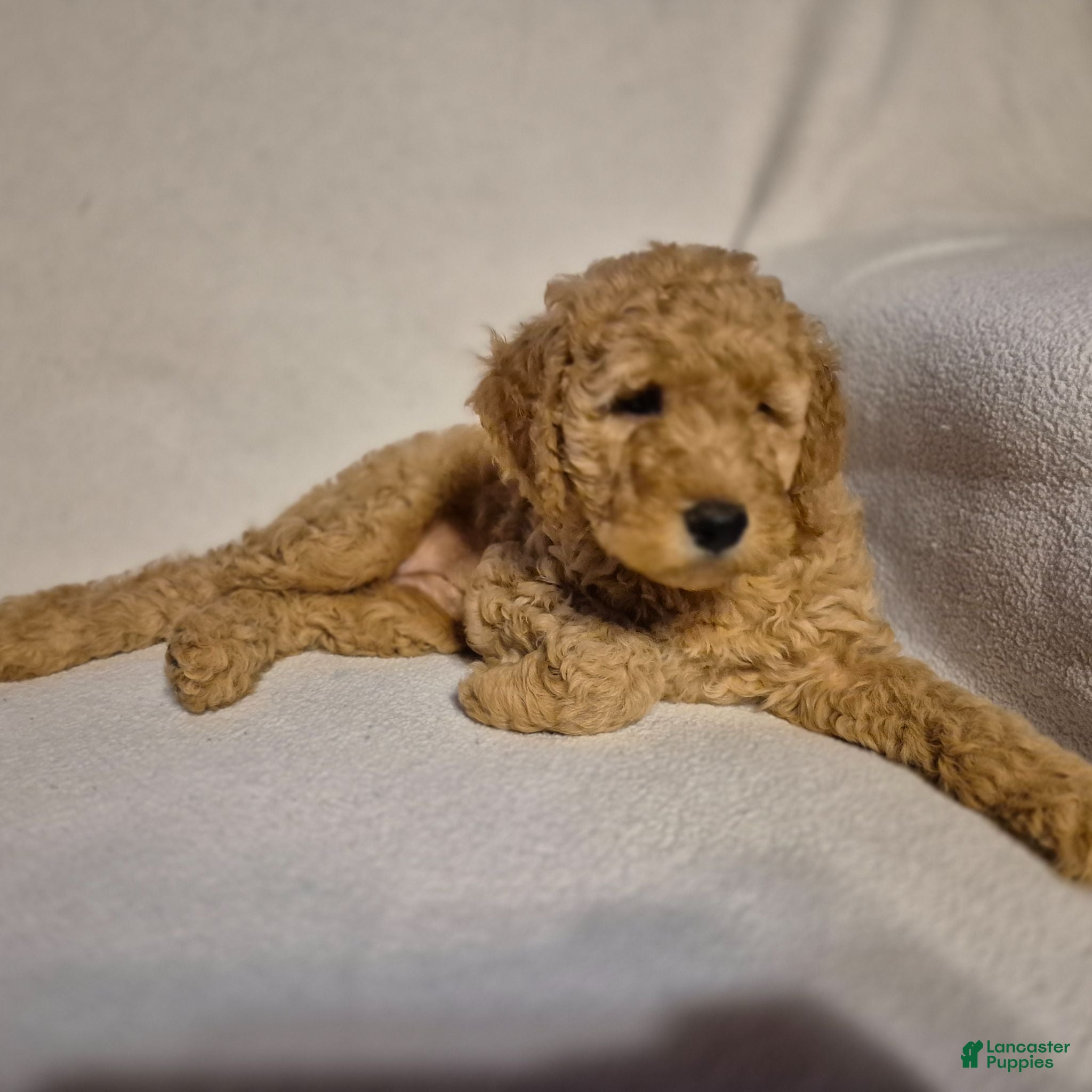Goldendoodle dogs Lucy - Ad 1